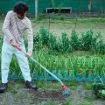 Imagen de Cultivador ajustable Bellota HML1000 ComfortGel